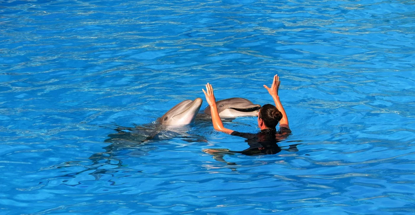 În Tenerife, turiștii pot înota printre delfini. FOTO Pixabay