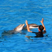 delfini tenerife pixabay jpg
