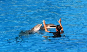 delfini tenerife pixabay jpg