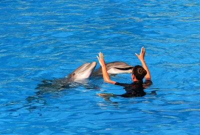 delfini tenerife pixabay jpg