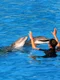 delfini tenerife pixabay jpg