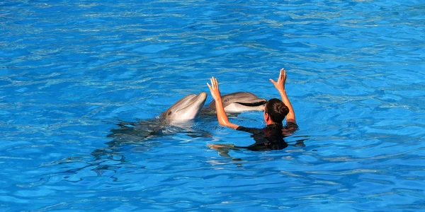 delfini tenerife pixabay jpg