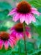 echinaceea jpeg