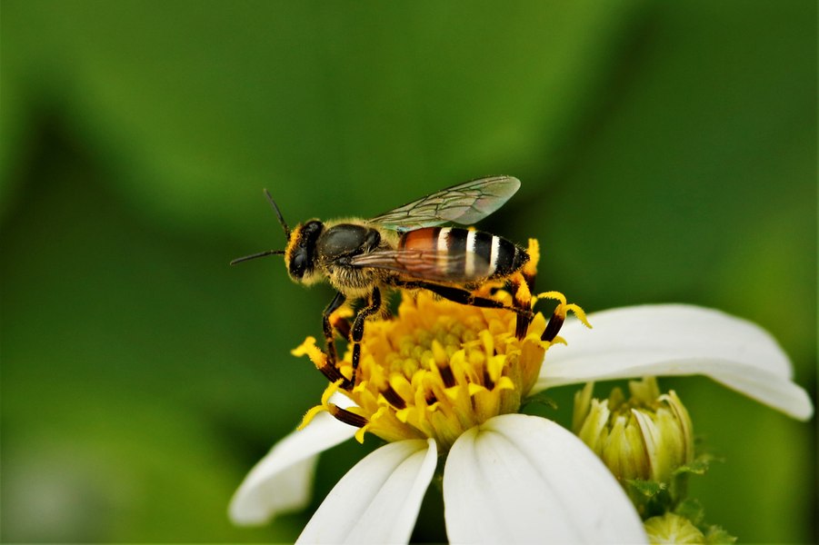 Albine pitice roșii asiatice, o specie invazivă, descoperite în premieră în Europa
