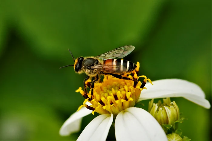 Albina pitică roșie asiatică FOTO Shutterstock