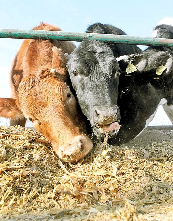 
    Românii care se încălzesc cu  lemne primesc şi ei ajutoare  de încălzire, însă nu şi dacă  au ferme de animaleFoto: Click!  