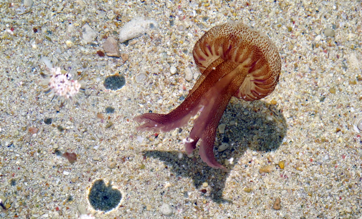Meduza mov, o specie foarte veninoasă FOTO Shutterstock