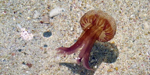 Meduza mov Foto shutterstock 1298901238 jpg