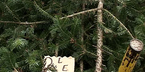 Brazii, tot mai scumpi. FOTO: NICOLETA BUTNARU