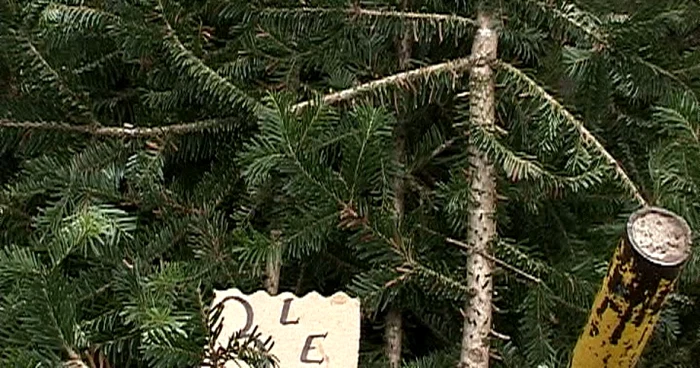 Brazii, tot mai scumpi. FOTO: NICOLETA BUTNARU