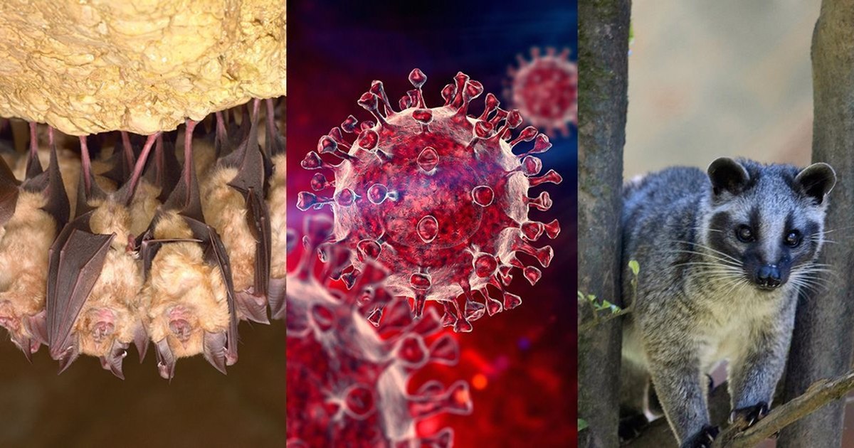 Bomba despre originea COVID-19. Studiul exploziv care zdruncină teoria Chinei și rescrie începutul pandemiei