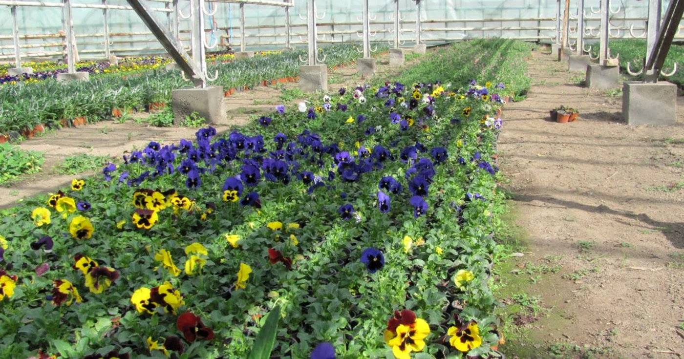 50.000 de panseluţe au fost produse în cele trei sere
