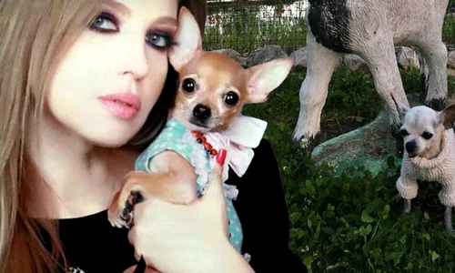 banner anca badiu png
