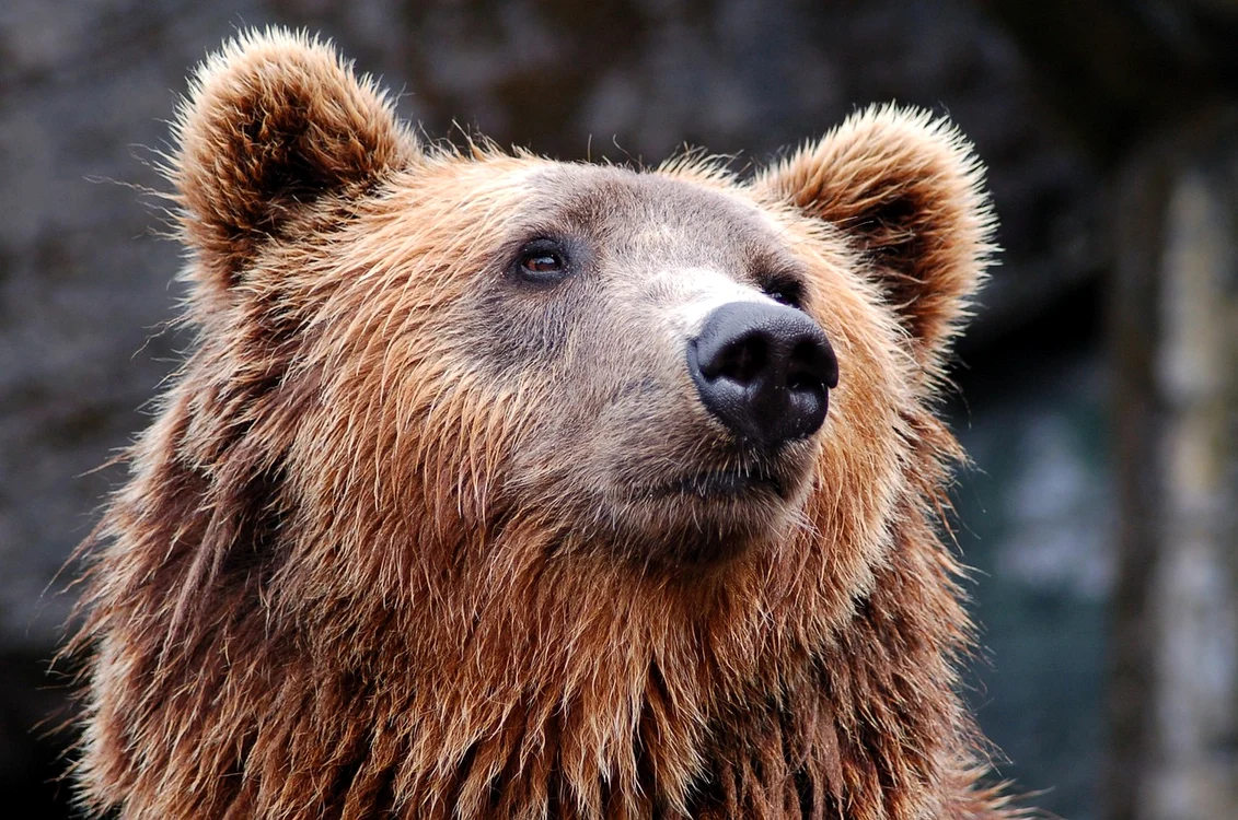 Aproape 1000 de urși ar putea muri / foto: Pixabay