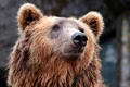 bear 1283347 1280 jpg