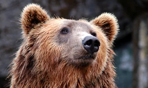 bear 1283347 1280 jpg