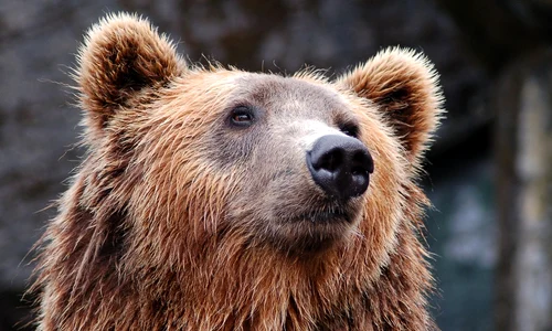 bear 1283347 1280 jpg
