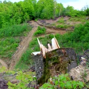 taieri ilegale hunedoara foro adevarul