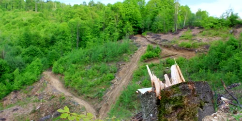 taieri ilegale hunedoara foro adevarul
