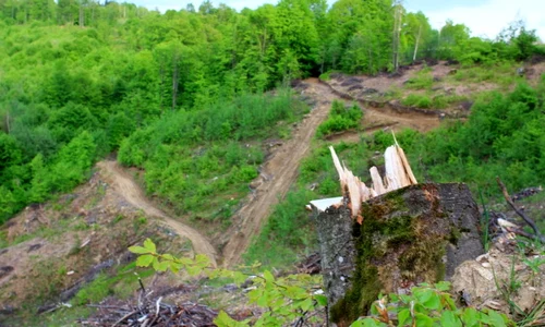 taieri ilegale hunedoara foro adevarul