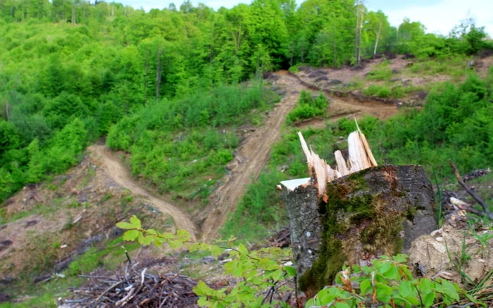 Intră în vifoare noi reguli privind marcarea arborilor. FOTO: arhiva Adevărul