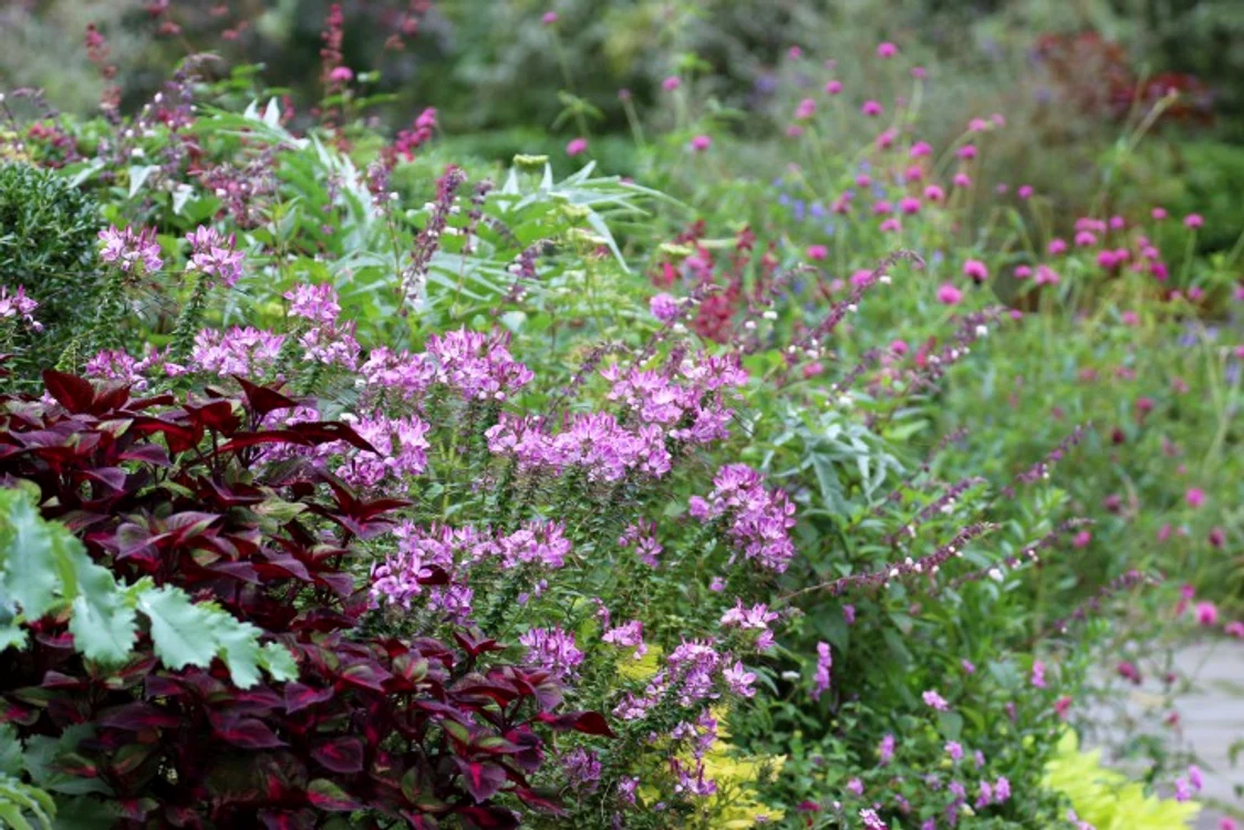 cleome marie viljoen gardenista jpg jpeg
