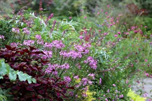 cleome marie viljoen gardenista jpg jpeg