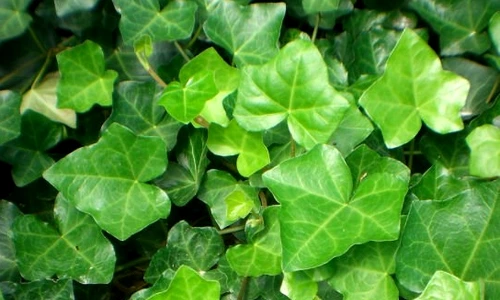 1 68720 original jpg jpeg