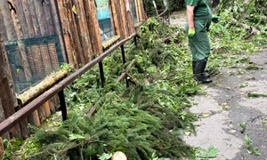 gradina zoo din bucuresti, afectata de furtuna foto pmb png