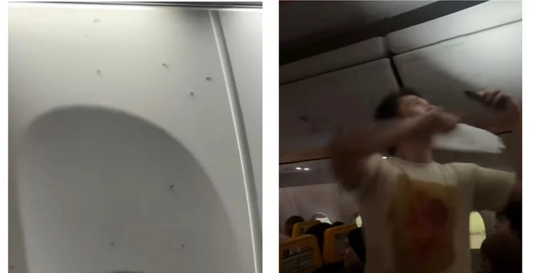 Zborul din Milano spre Alicante a fost întârziat din cauza unei invazii de țânțari/ sursa Tiktok