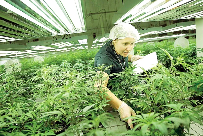 Plantele sunt controlate permanent (Fotografii: Reuters)