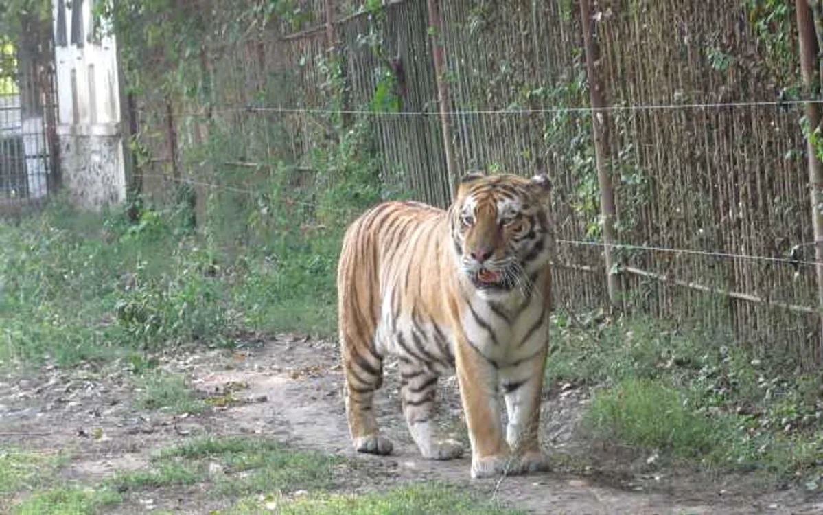 Exemplare superbe de animale la Zoo Călăraşi Foto:I.S.