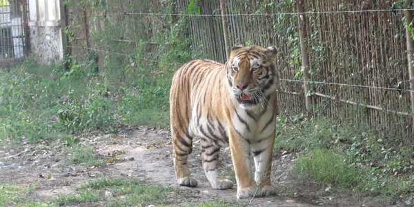 calarasi zoo