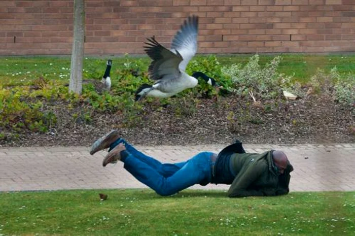 Gâştele agresive (FOTO CATERS)