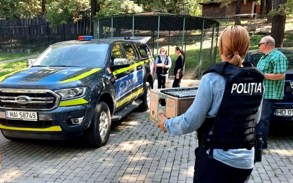 uliu sorecar salvat pe lege foto ipj hunedoara