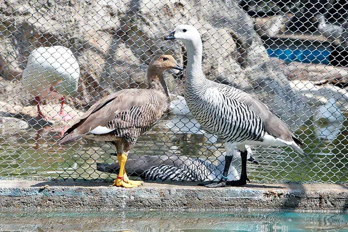 Gâștele Magellan, recunoscute după dungi