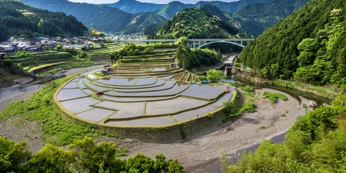 Câmă de oerz în Aragijima prefectura Wakayama FOTO Shutterstock