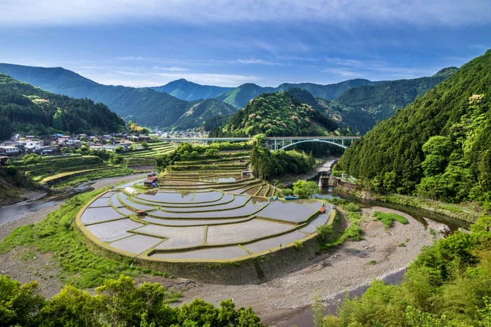 Câmp de orez în Aragijima prefectura Wakayama FOTO Shutterstock