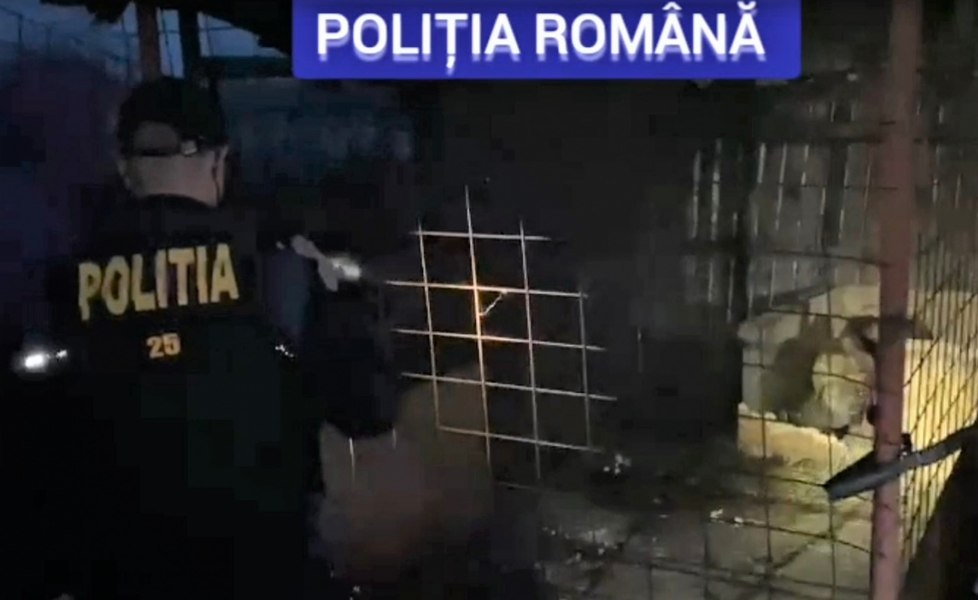 Bărbat reținut de polițiști după ce a pus un câine să se lupte cu un porc mistreț