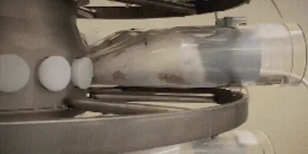 maimute gif