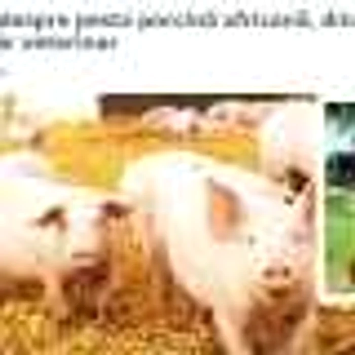 Captură după articolul semnat de veterinarul Antal Boncoi (foto Facebook) şi publicat pe site-ul Tulceanoastra