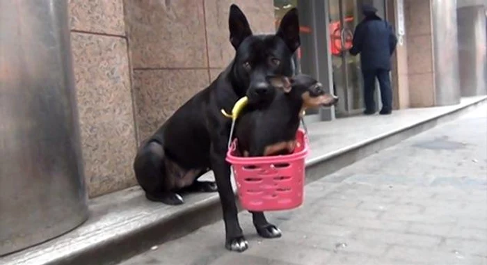 Dulăul şi cară prietenul rănit în coş (foto Newsflare)