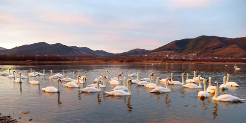 lebedebatca cristividrascu jpg