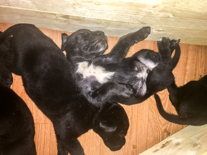 Cabral nu vrea să lase pui de cane corso pe mâna oricui