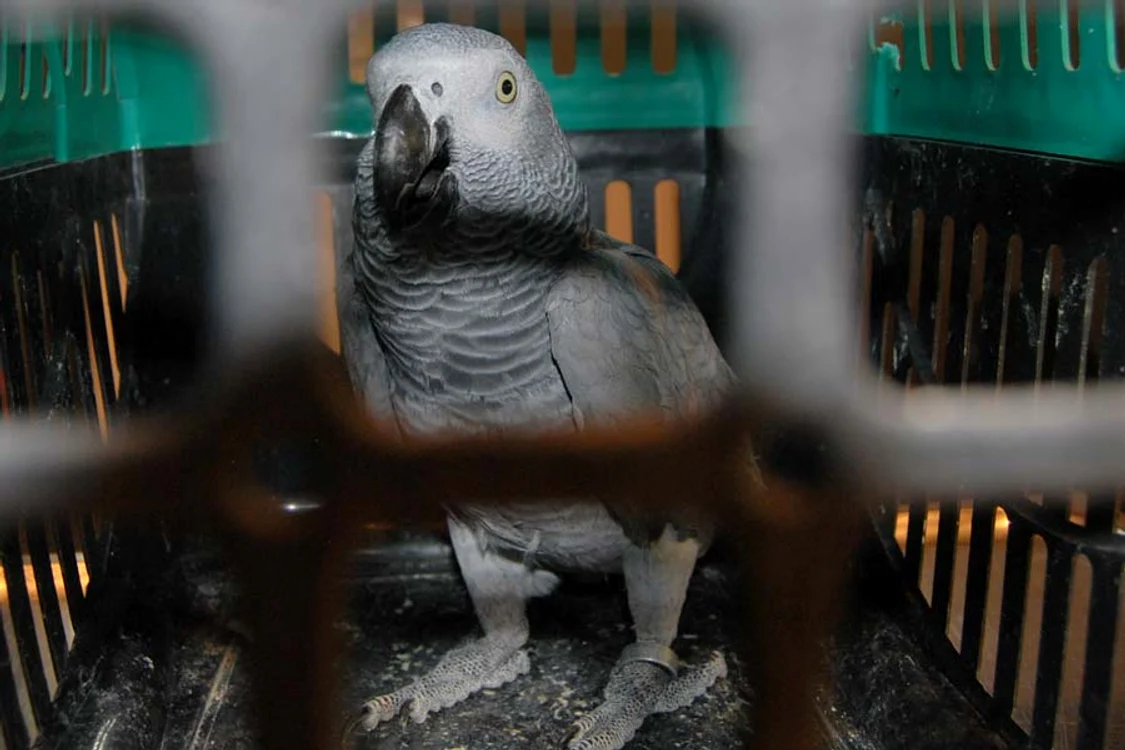
    Coco este  sănătos tun Fotografii: Roberto Sălceanu  