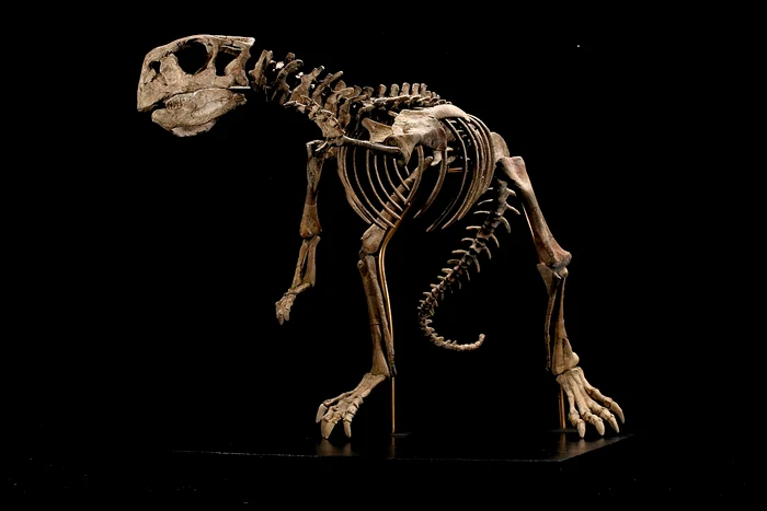 ”Dinozaurul țigan”, descoperit de francezi | Foto:paleoart.com