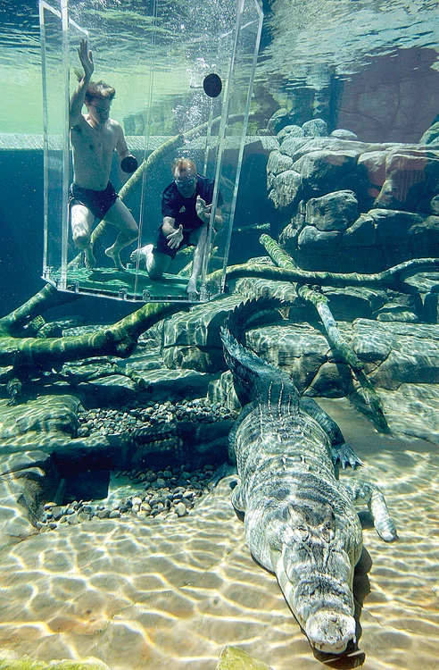 Crocodilul Chopper are 88 de ani, 5,5 metri lungime şi 370 de kilograme