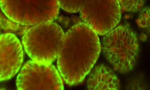 1 60021 original jpg jpeg