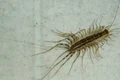 miriapod wiki1 jpeg