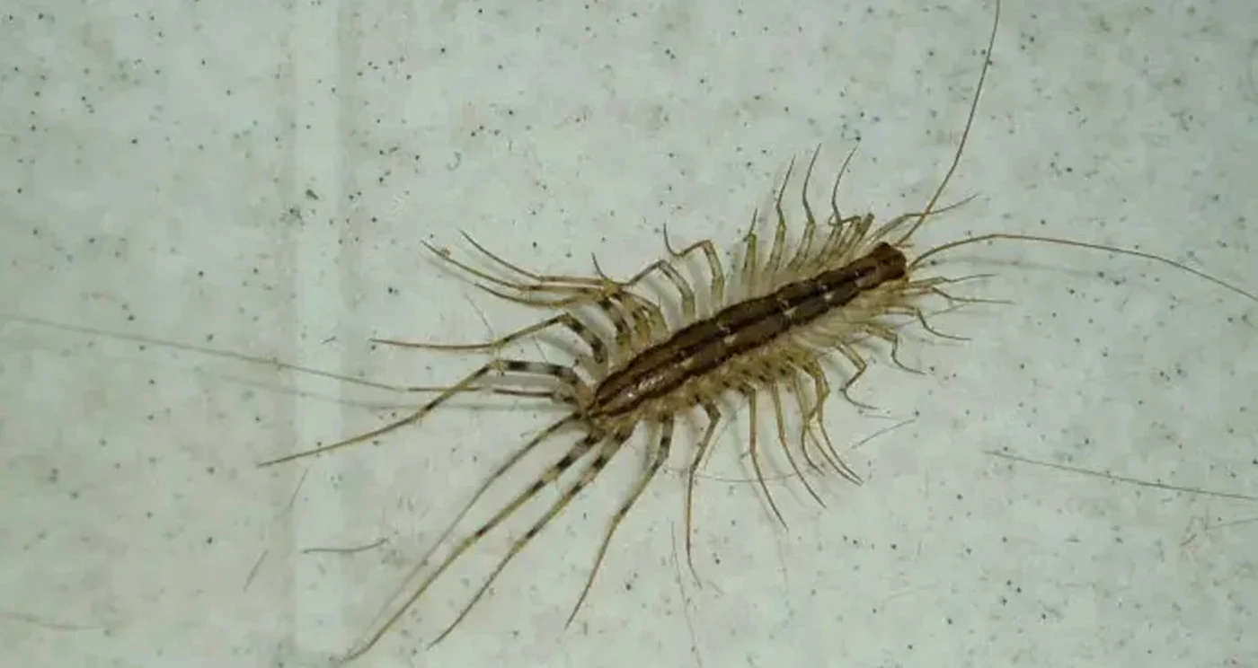 Este o insectă comună în orașe / foto. Wikipedia